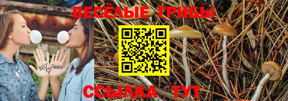 Псилоцибиновые грибы Psilocybe  Златоуст  Псилоцибиновые грибы Cubensis 